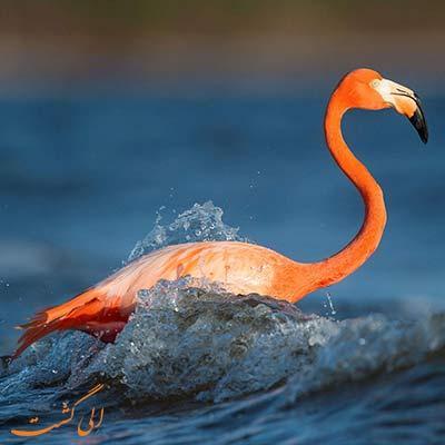 آشنایی با صورتی ترین پرندگان جهان، فلامینگو