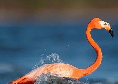 آشنایی با صورتی ترین پرندگان جهان، فلامینگو