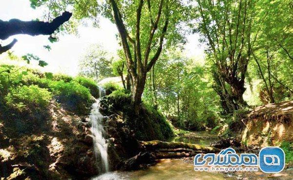 جنگل بزچفت یکی از جاذبه های گردشگری استان مازندران است